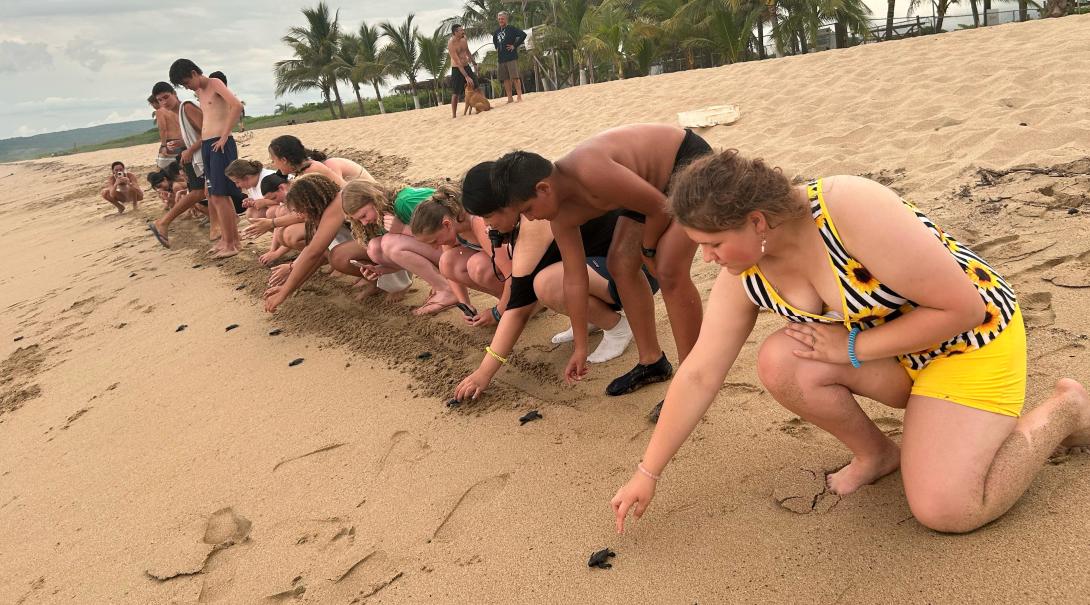 Conservation volunteers releasing turtle hatchlings on the beach in Mexico